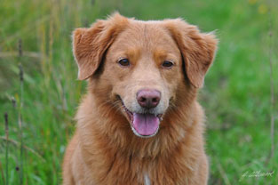 Chaplin 10 år